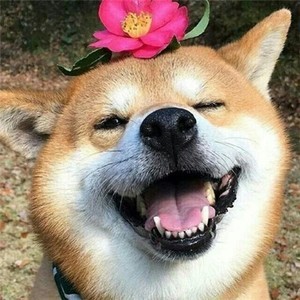 whatsapp显示服务状态不可用 whatsapp输入技巧 whatsapp显示服务状态不可用 whatsapp输入技巧