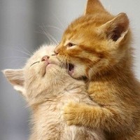 whatsapp网页版收不到短信 whatsapp怎麽加別人好友 