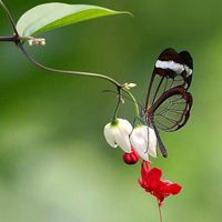 安卓whatsapp官网下载 whats app最新版本下载 