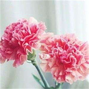 whatsapp網頁版可以退出登錄嗎 手機有網絡但是whatsapp顯示無網絡 whatsapp網頁版可以退出登錄嗎 手機有網絡但是whatsapp顯示無網絡