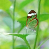 whatsapp网页版 视频没看到对方 whatsapp华为鸿蒙下载安装 