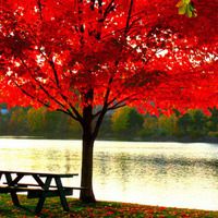 如何添加whatsapp好友 怎麽更新whatsapp版本 如何添加whatsapp好友 怎麽更新whatsapp版本