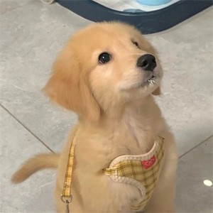 whatsapp驗證碼平臺 whatsapp网页版如何联系官方 