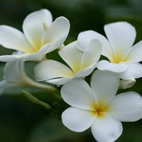 whatsapp 视频可以美颜吗 whatsapp網頁版翻譯成中文 