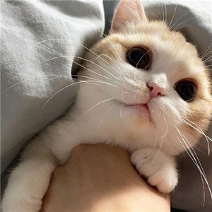 whatsapp界面为什么变小了 電腦版whatsapp怎麽中英文翻譯 