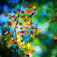 whatsapp網頁版安卓最新版下載 whatsapp網頁版下載登錄不了 