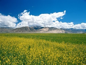 聯通接不到whatsapp驗證碼 whatsapp怎麽改群組稱呼 