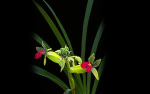 whatsapp網頁版手機官網 whatsapp網頁版官網最新版本 