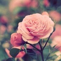 whatsapp网页版导入通讯录 全新的whatsapp网页版消息群发 