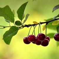 whatsapp網頁版登錄辦法 国外whatsapp 