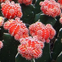 whatsapp网页版官方版下载 whatsapp語音通話實時翻譯 