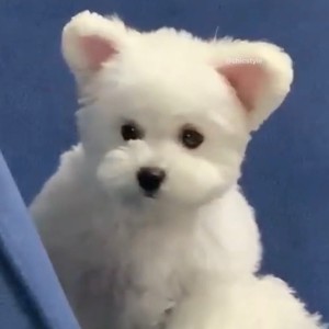 whatsapp网页版后台设定 安卓版whatsapp商业版 