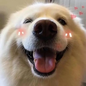 whatsapp官网下载安卓最新版本 whatsapp网页版有没有电脑版 