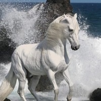 whatsapp網頁版頻繁加好友 whatsapp网页版手机版怎么用不了了 whatsapp網頁版頻繁加好友 whatsapp网页版手机版怎么用不了了