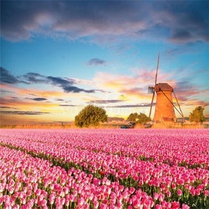 國外聊天軟件whatsapp whatsapp发送成功 