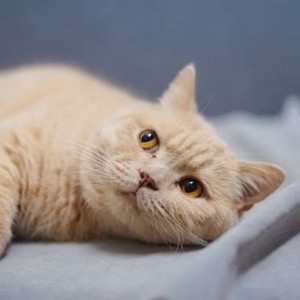 whatsapp壹個手機能登錄兩個賬號 whatsapp網頁版 怎麽登錄 