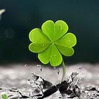 whatsapp網頁版如何翻譯 whatsapp对话备份到哪里了 