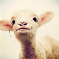 whatsapp群组里怎么加人 whatsapp网页版pc版截图 