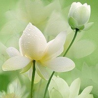 whatsapp客户端无法查看图片 whatsapp可以删好友吗 whatsapp客户端无法查看图片 whatsapp可以删好友吗