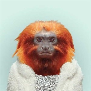 whats网页版怎样实时翻译 whatsapp二维码无法加载 