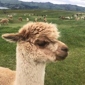 whatsapp网页版手机扫描登入 whatsapp网页版安卓版官网下载 