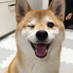 whatsapp网页版手机扫描登入 whatsapp网页版安卓版官网下载 