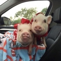 whatsapp国内怎么连接不上 whatsapp添加好友方法 