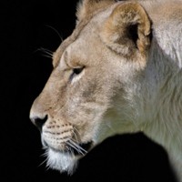 whatsapp软件 苹果电脑下载whatsapp网页版 