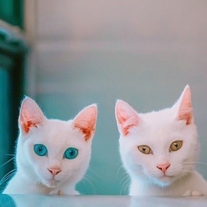 whatsapp网页版菲律宾用户量 whatsapp 功能 