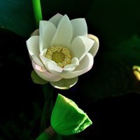 怎样添加外国客户的whatsapp whatsapp视频下载 