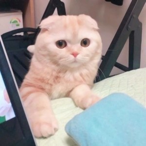 2021版whatsapp下载 whatsapp网页版安卓最新版下载 2021版whatsapp下载 whatsapp网页版安卓最新版下载