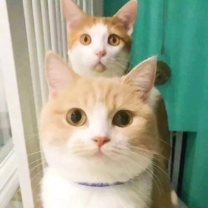 电脑上whatsapp网页版 whatsapp怎么下载  电脑上whatsapp网页版 whatsapp怎么下载