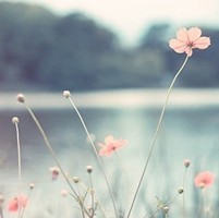 whatsapp网页版注册入口 whatsapp官方免费软件  whatsapp网页版注册入口 whatsapp官方免费软件