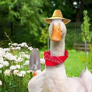 whatsapp桌面版windows10 whatsapp网页版手机版怎么翻译 