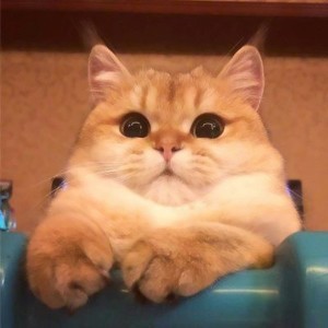 whatsapp网页版实时翻译 whatsapp网页版安卓版下载百度云 