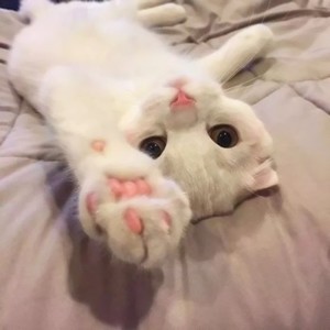 whatsapp桌面版windows10 whatsapp网页版手机版怎么翻译 