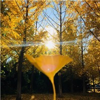 快速的whatsapp在线聊天 whatsapp官方安卓下载安装 