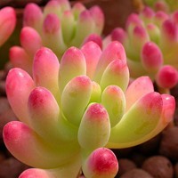 whatsapp网页版加拿大用户量 whatsapp群聊营销 