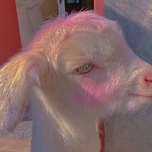 whatsapp被禁用消息记录 whatsapp网页版不能下载 