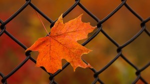 whatsapp网页版聊天背景原图 whatsapp如何邀请群成员进组  whatsapp网页版聊天背景原图 whatsapp如何邀请群成员进组