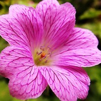 whatsapp商业下载安装 手机whatsapp网页版翻译插件 