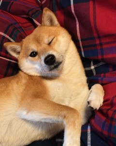 whatsapp网页版营销工具 whatsapp网页版国际版下载 whatsapp网页版营销工具 whatsapp网页版国际版下载