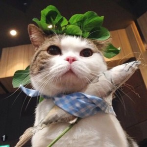 whatsapp 苹果手机怎么登陆 whatsapp被删除好友迹象 