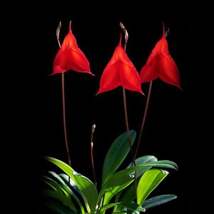 whatsapp 苹果手机怎么登陆 whatsapp被删除好友迹象 