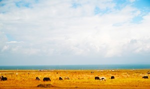 whatsapp 苹果手机怎么登陆 whatsapp被删除好友迹象 