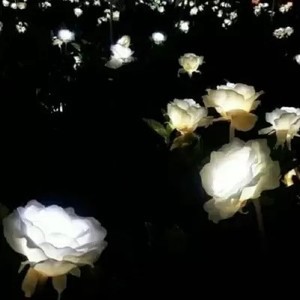 whatsapp 苹果手机怎么登陆 whatsapp被删除好友迹象 