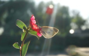 怎样把介绍信发送到whatsapp 谷歌whatsapp插件添加  怎样把介绍信发送到whatsapp 谷歌whatsapp插件添加