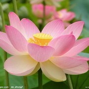 whatsapp无法安装 whatsapp网页版软件官方下载 