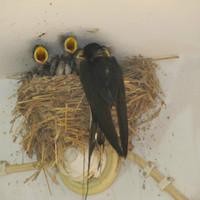 whatsapp网页版可以打语音吗 whatsapp聊天是免费的吗 