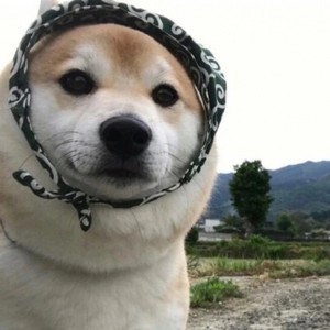 whatsapp网页版可以打语音吗 whatsapp聊天是免费的吗 